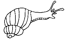 235x147 Free Snail Cliparts