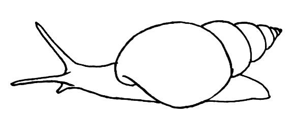 580x231 How To Draw A Snail