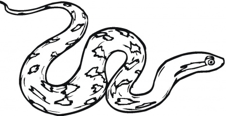 465x239 Python Clipart Ular