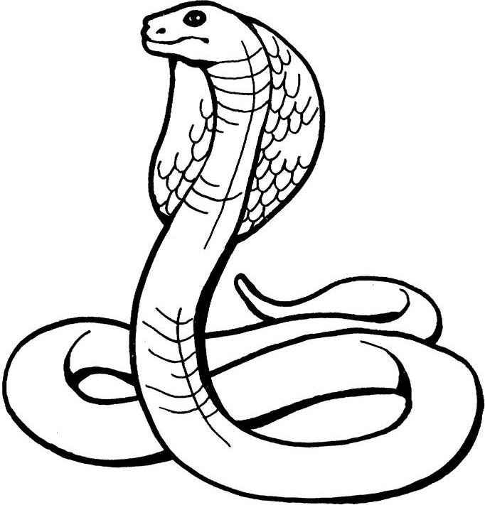 682x711 Snake Black And White Black And White Drawings Of Snake Clipart