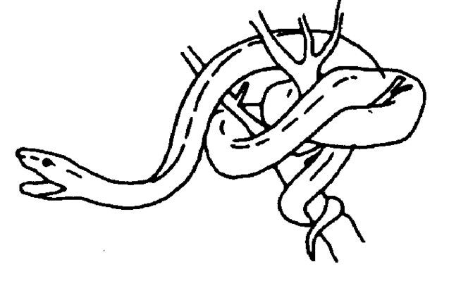 637x409 Snake Clip Art