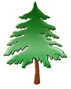 240x301 13 Best Pine Trees Images Baby, Christmas Tree