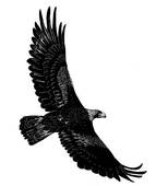 143x170 Eagle Illustrations And Clipart. 4,117 Eagle Royalty Free