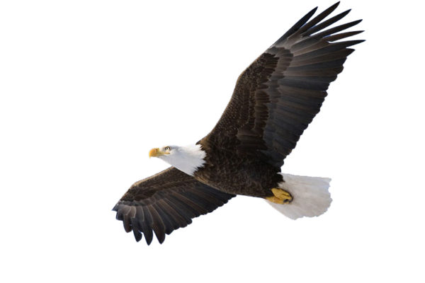 600x400 Free Soaring Eagle Clipart Image