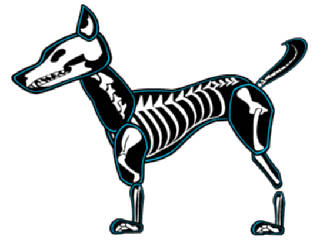 320x240 Dog Skeleton Cliparts 203873