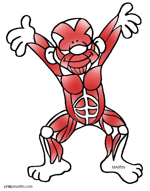 507x648 Muscular System Clip Art Clipart Physical Education