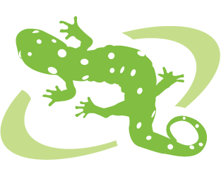 313x250 Green Lizard In South Carolina Clip Art Cliparts