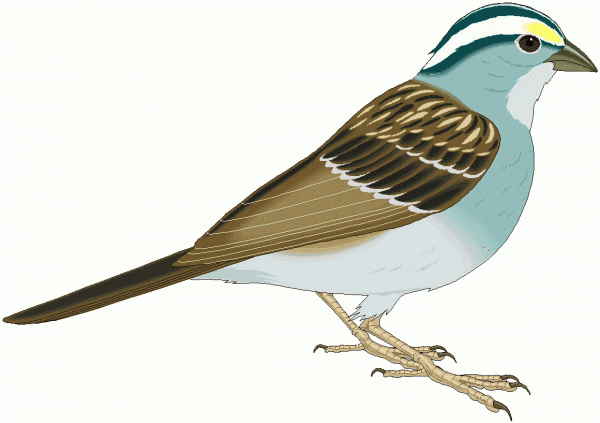 600x423 Sparrow Clipart 1 Nice Clip Art