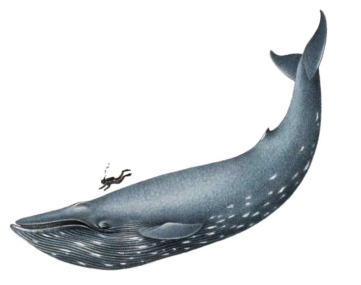 Sperm Whale Clipart