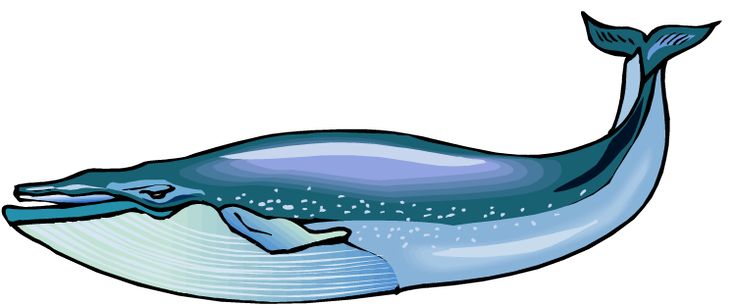 736x307 Blue Whale Clip Art Blue Whale Clip Art Whale Watching Sewing