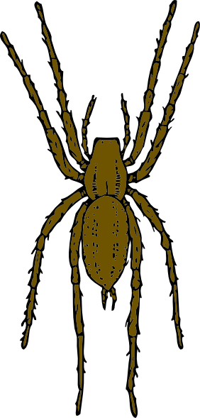 282x589 Spider Clipart Realistic