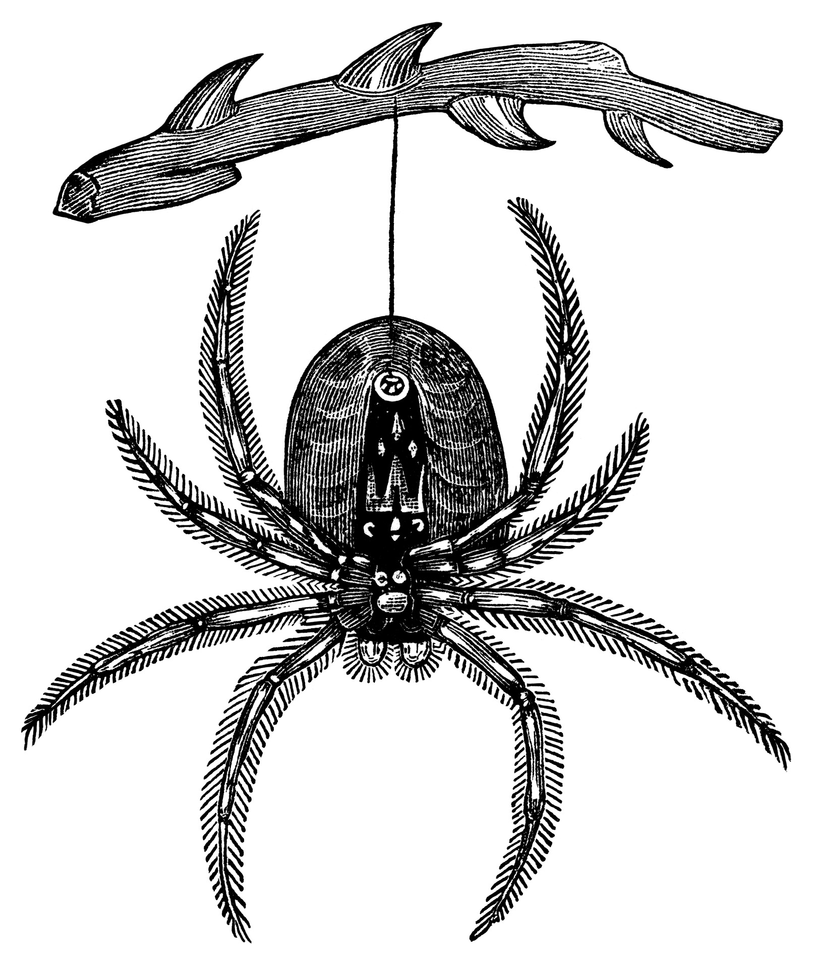 1614x1916 Vintage Spider Clipart, Explore Pictures