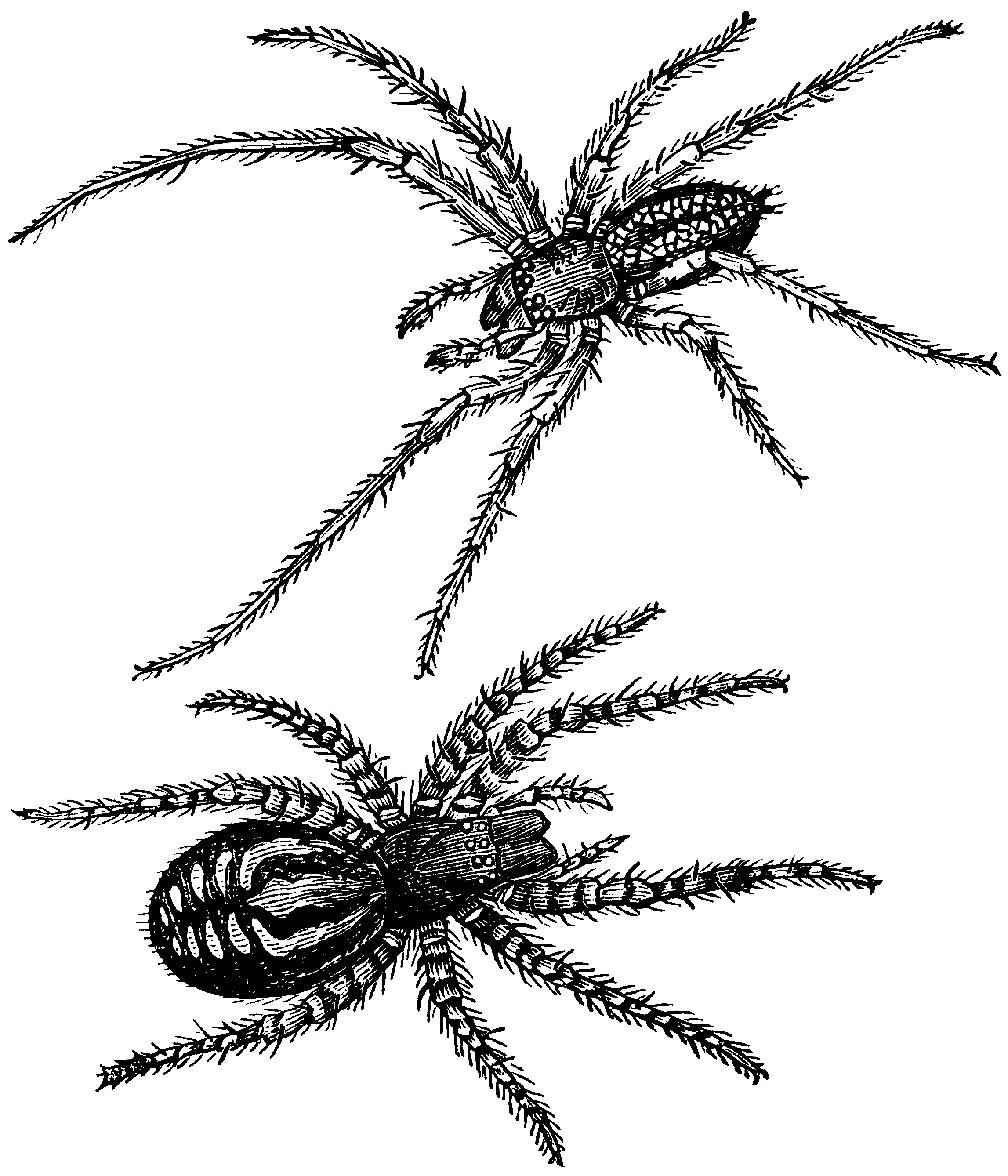 2294x2676 Spiders ~ Free Vintage Clip Art Old Design Shop Blog