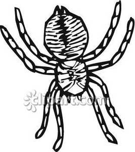 267x300 Black And White Spider