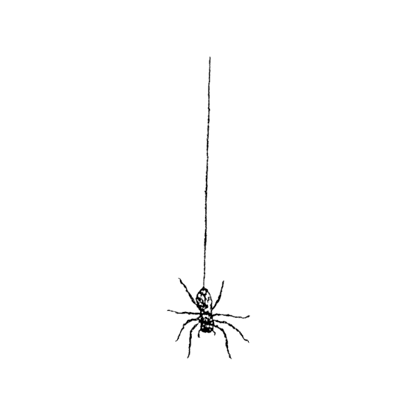 600x600 Hanging Spider 1289c