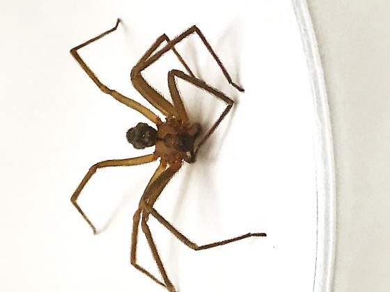 560x420 Spider Hanging Out In Apartment Complex