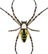 160x180 Garden Spider Clipart