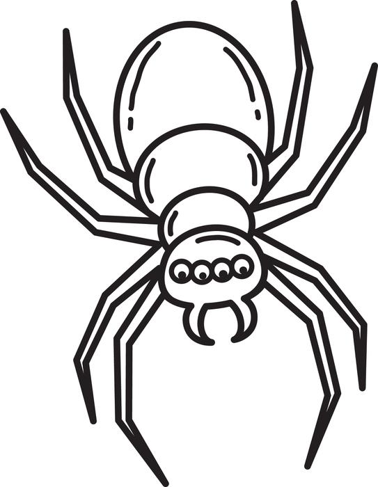 543x700 Spider Web Clipart Halloween Coloring