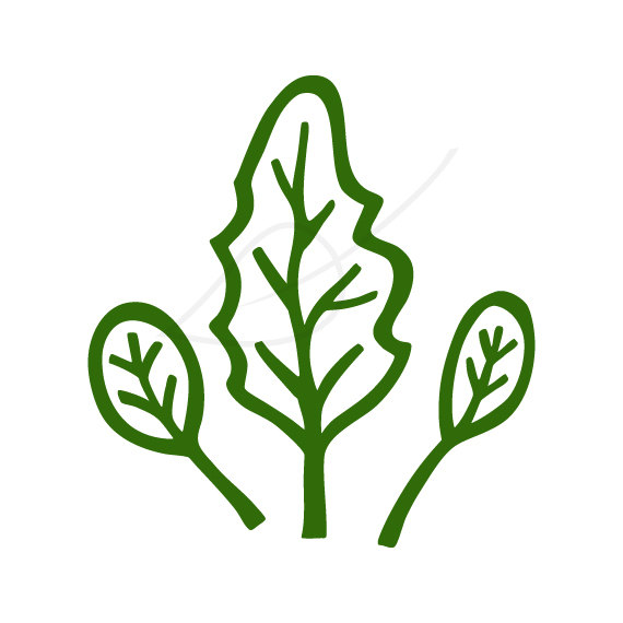 570x570 Foliage Clipart Spinach Leaf