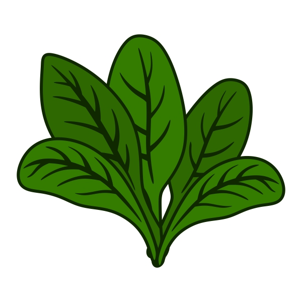 600x600 Leaves Clipart Spinach Leaf