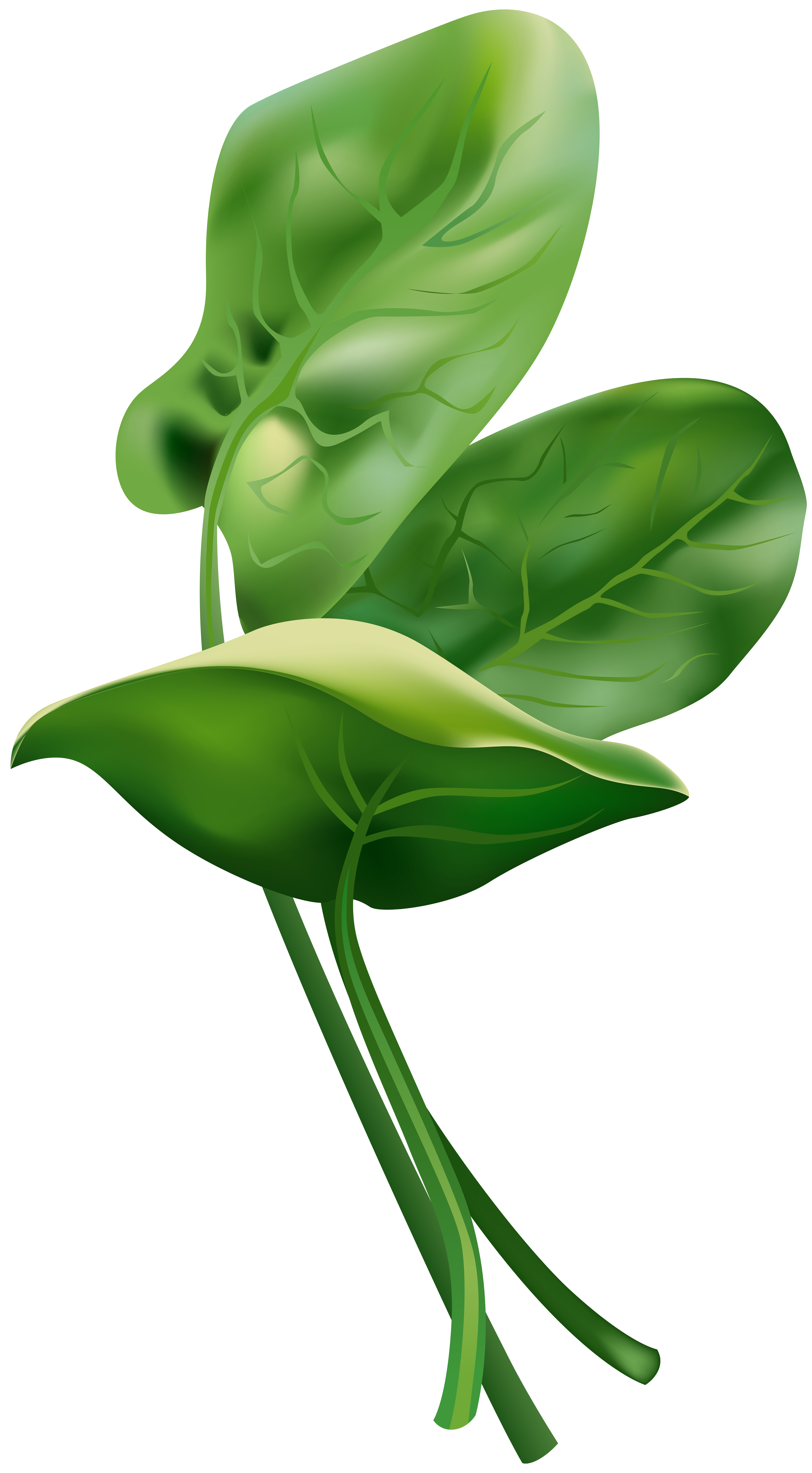 4414x8000 Spinach Free Png Clip Art Imageu200b Gallery Yopriceville