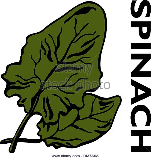 512x540 Spinach Stock Vector Images