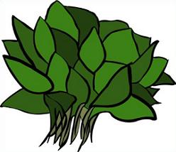 248x214 Spinach Clipart