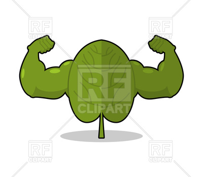 400x349 Spinach Strong. Useful Herbs With Big Muscles. Royalty Free Vector