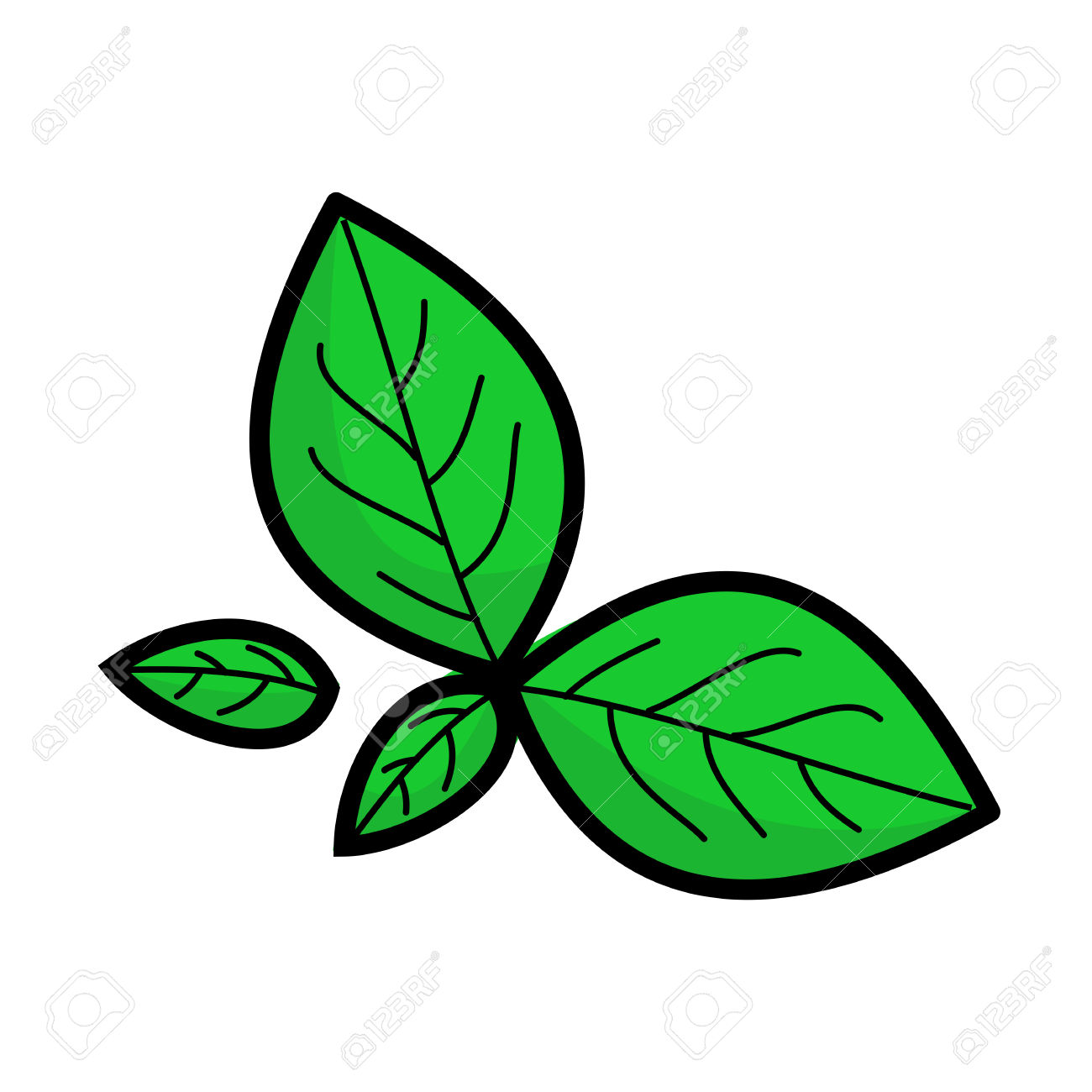 1300x1300 Basil Clipart Fresh