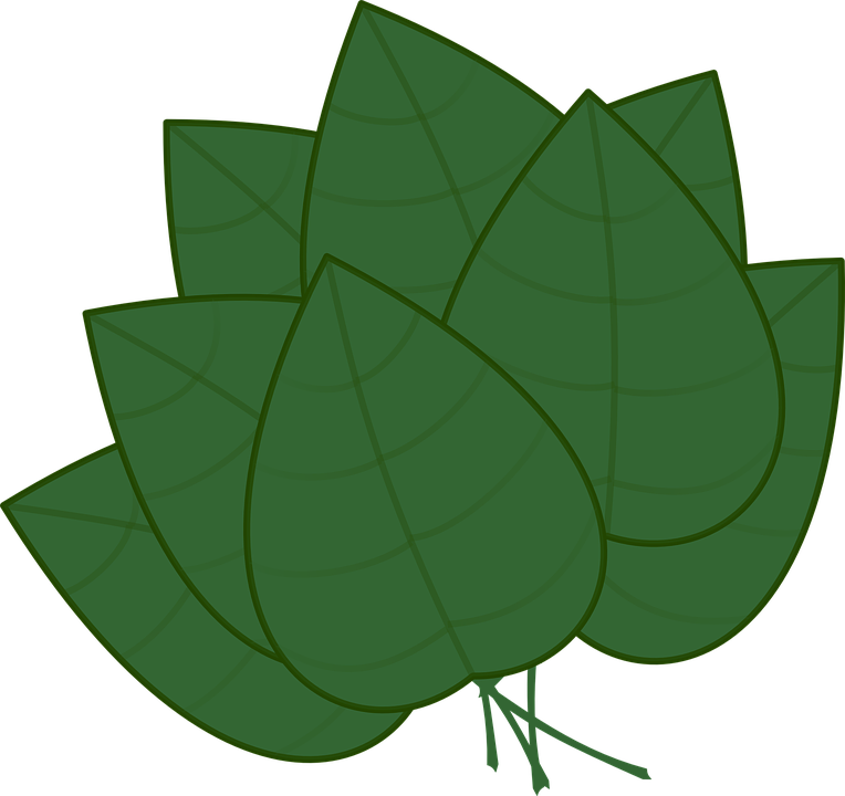 764x720 Basil Clipart Spinach Leaf