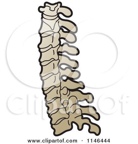 450x470 Spine Clipart