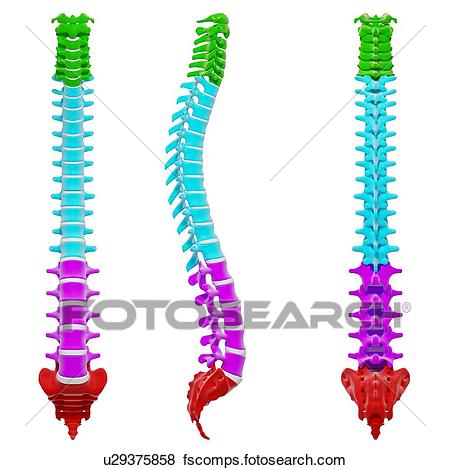 450x470 Stock Illustration Of Human Spine, Artwork U29375858