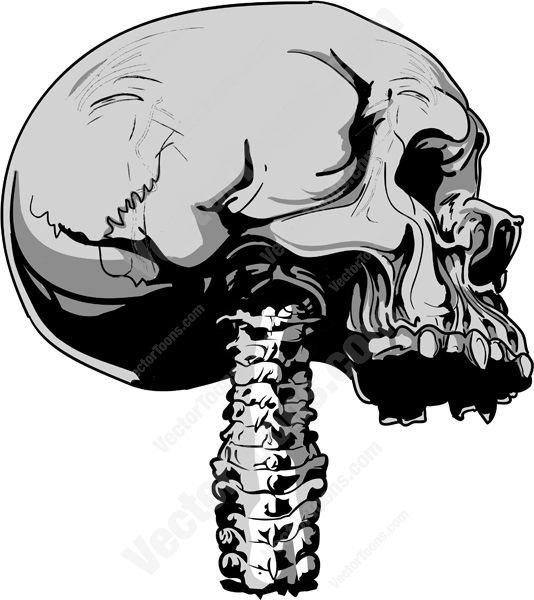 534x600 Top Half Of Human Skull Cranium Looking Right With Attached