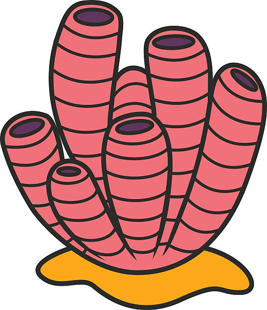 527x612 Coral Clipart Sea Sponge