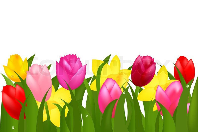 800x533 Border Of Spring Tulips And Narcissuses Stock Photo Colourbox