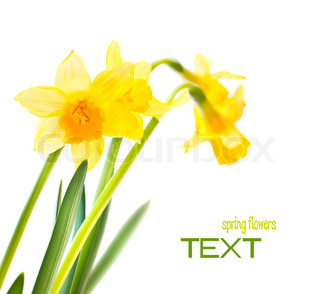 320x294 Spring Floral Border Stock Photo Colourbox