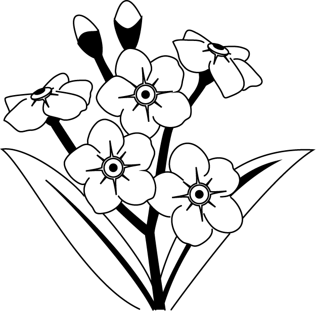 625x617 Black And White Forget Me Not Flower Clipart