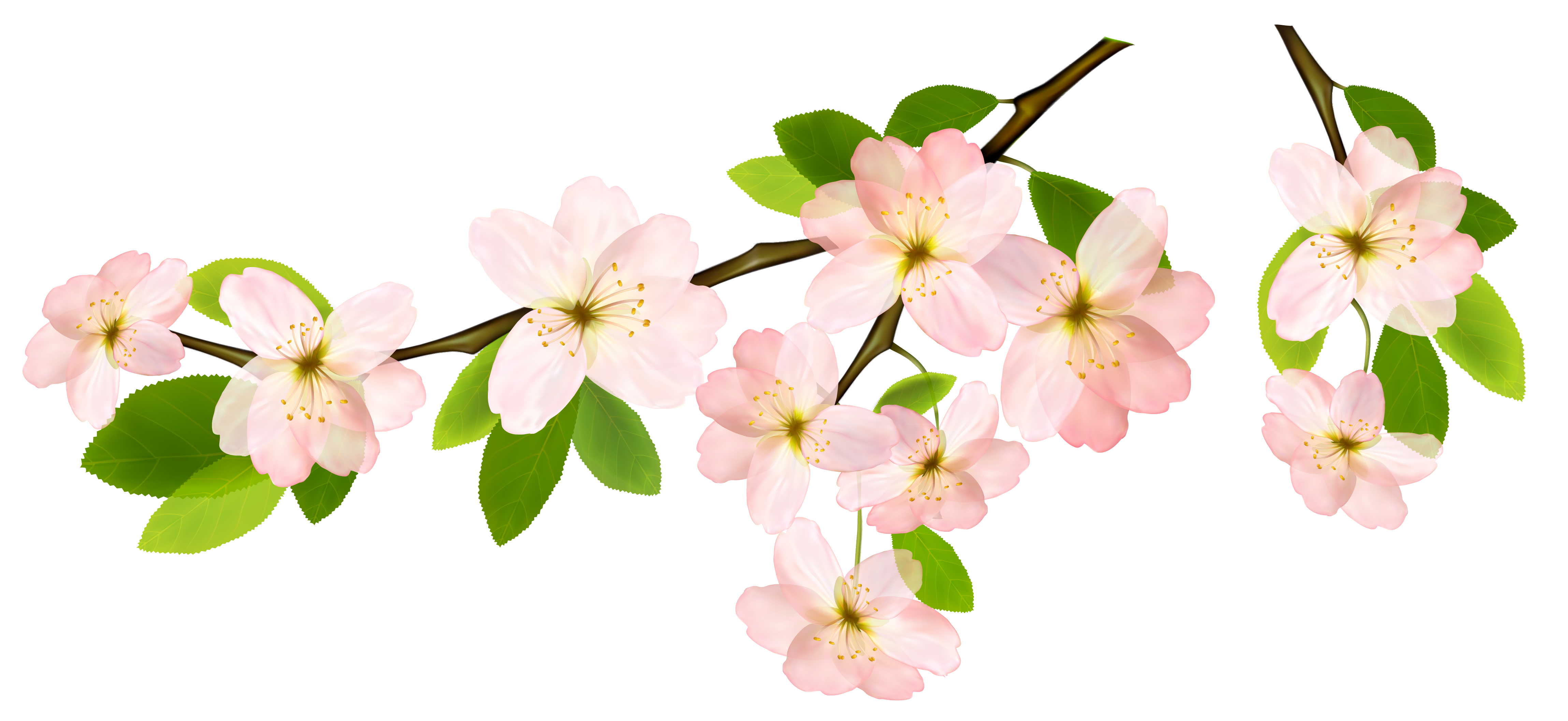 4596x2114 Spring Branch Png Clipart Pictureu200b Gallery Yopriceville