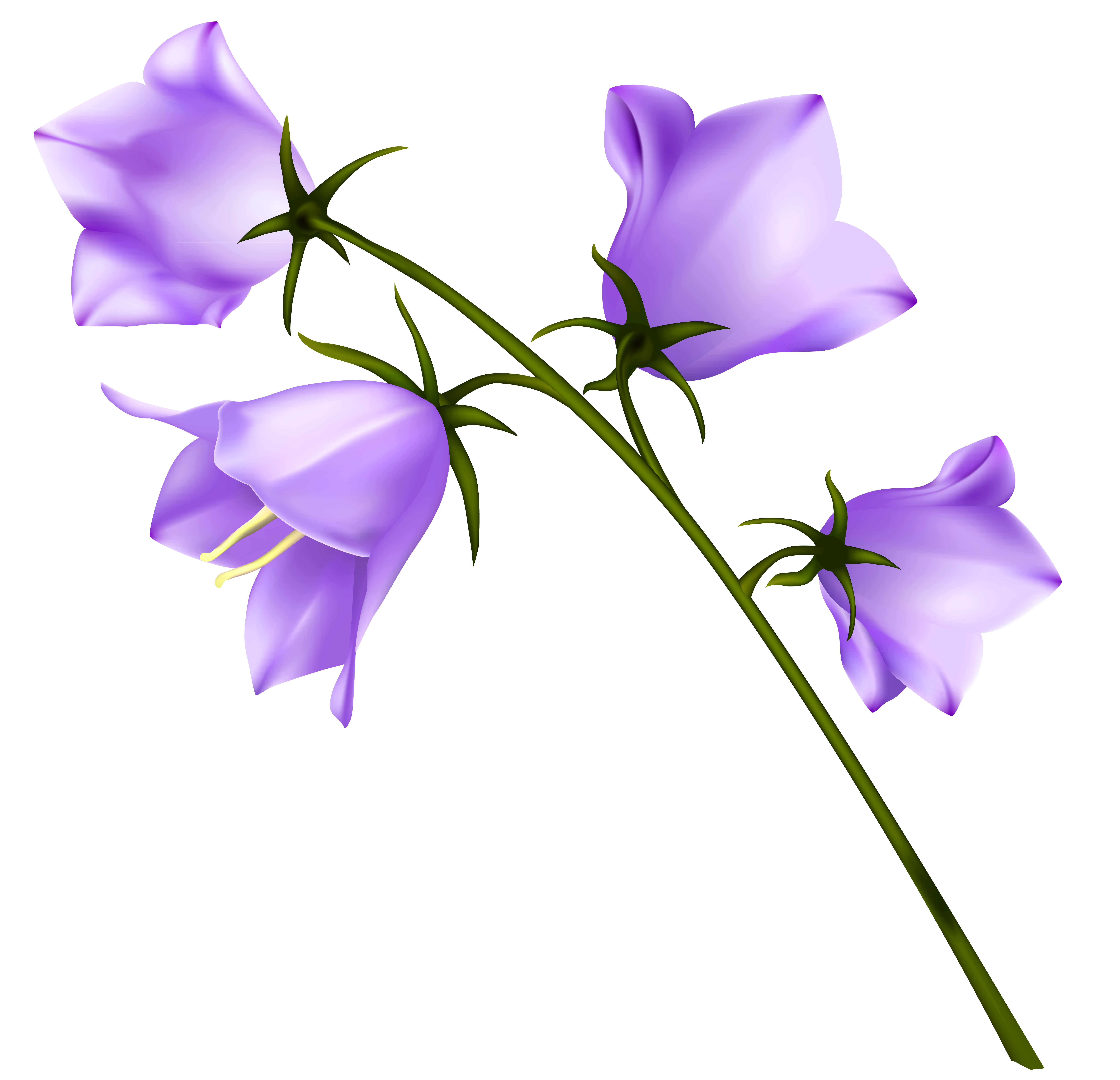 7603x7335 Spring Purple Campanula Png Clipartu200b Gallery Yopriceville