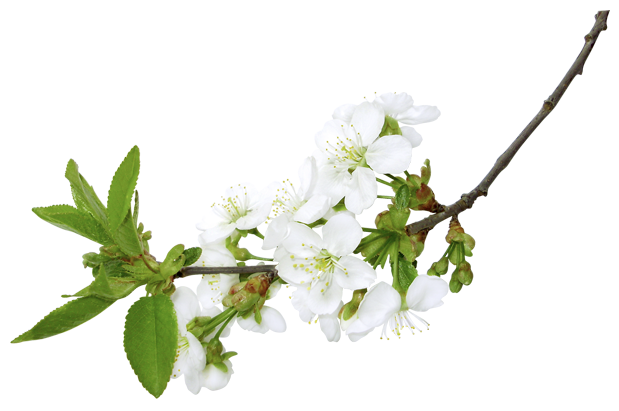 619x411 Spring White Branch Png Clipart Pictureu200b Gallery Yopriceville