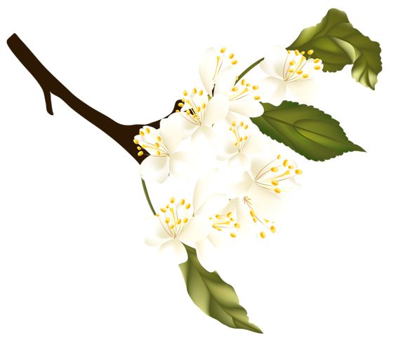 564x485 Spring Branch Clipart