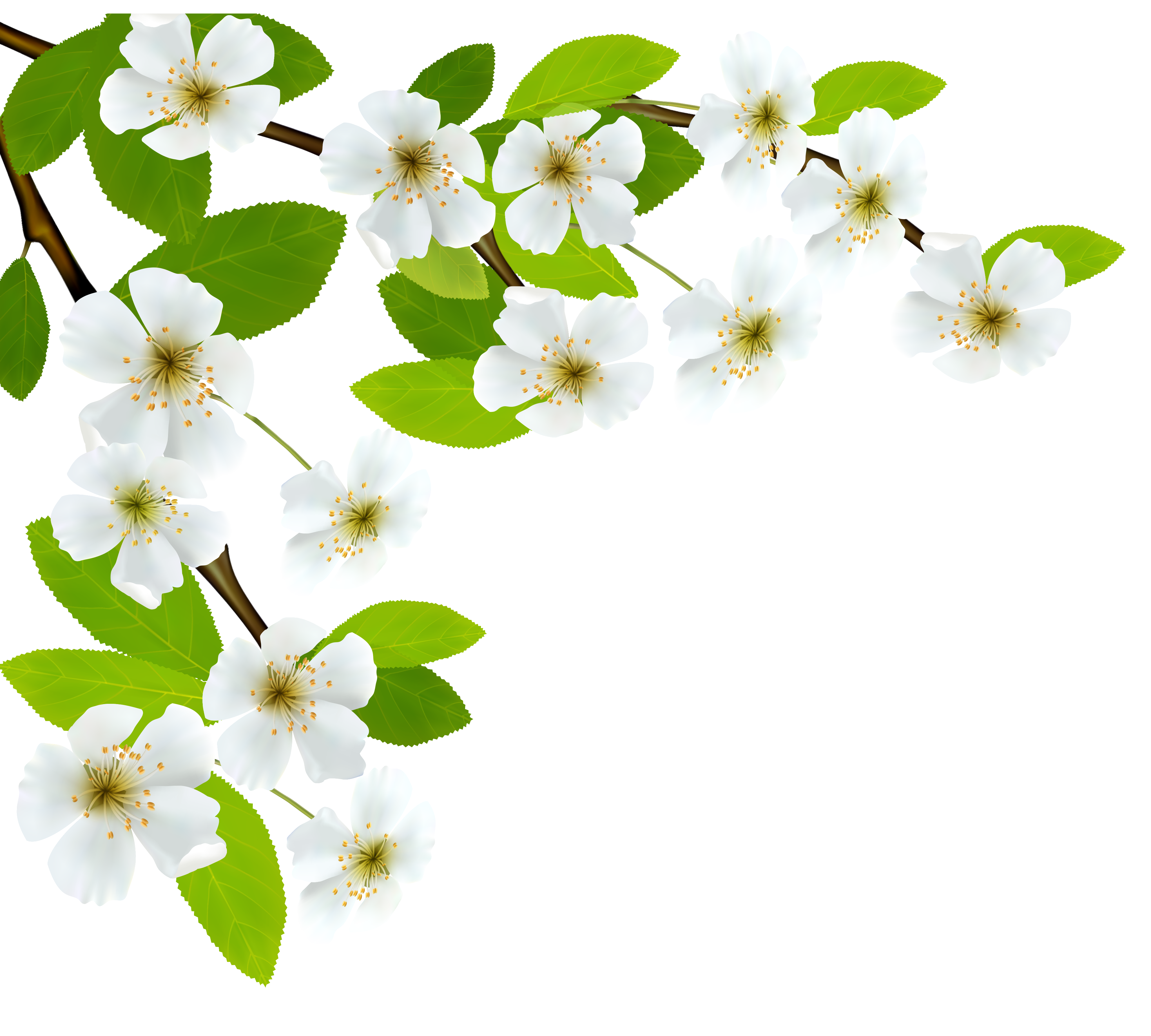 4088x3680 White Spring Branch Png Clipart Imageu200b Gallery Yopriceville