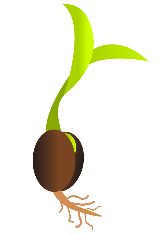 562x800 Free Sprout Clip Art