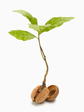 357x477 Acorn Sprout Free Images