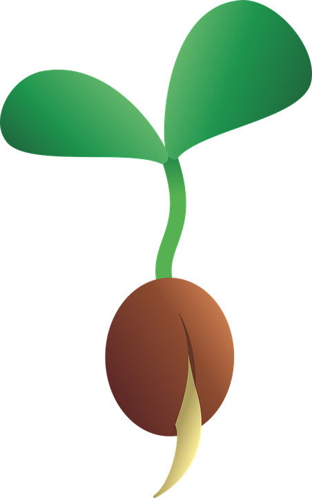 452x720 Seed Clipart Small Plant