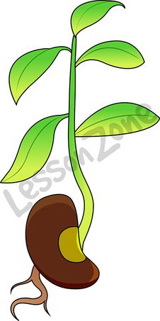 226x453 Bean Clipart Bean Sprout