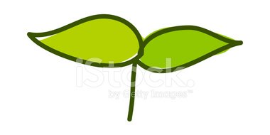 380x190 Sprout Stock Vectors