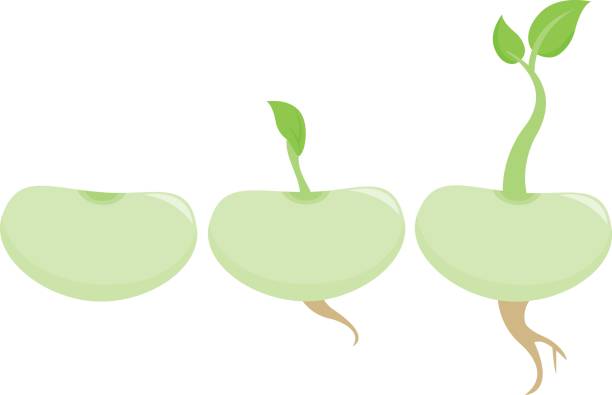 612x395 Beans Clipart Bean Sprout