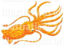 210x150 Clip Art Squid Clip Art