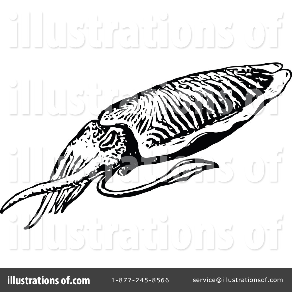 1024x1024 Squid Clipart